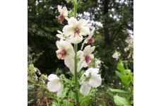 VERBASCUM BLATTARIA ALBIFLORUM WHITE  - 250 SEEDS VERBASCUM BLATTARIA ALBIFLORUM WHITE  - 250 SEEDS