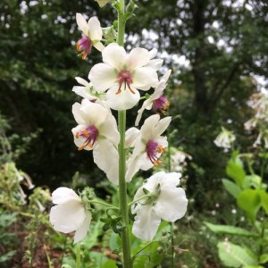 VERBASCUM BLATTARIA ALBIFLORUM WHITE  - 250 SEEDS
