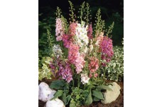 VERBASCUM PHOENICEUM HYBRID MIX SEEDS - MIXED COLOUR FLOWERS - 250 SEEDS VERBASCUM PHOENICEUM HYBRID MIX SEEDS - MIXED COLOUR FLOWERS - 250 SEEDS