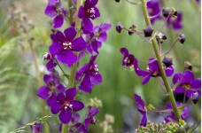 VERBASCUM PHOENICEUM VIOLETTA PURPLE  - 100 SEEDS