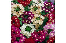 VERBENA HYBRIDA FLORIST MIX SEEDS - MIXED COLOUR FLOWERS - 100 SEEDS VERBENA HYBRIDA FLORIST MIX SEEDS - MIXED COLOUR FLOWERS - 100 SEEDS