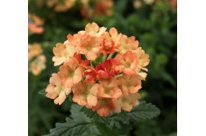 VERBENA HYBRIDA APRICOT SEEDS - 100 SEEDS VERBENA HYBRIDA APRICOT SEEDS - 100 SEEDS