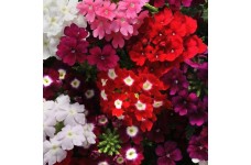 VERBENA HYBRIDA PENDULA MIX SEEDS - 100 SEEDS VERBENA HYBRIDA PENDULA MIX SEEDS - 100 SEEDS