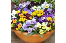 VIOLA CORNUTA LARGE FLOWER MIX SEEDS - MIXED COLOUR FLOWERS - 100 SEEDS VIOLA CORNUTA LARGE FLOWER MIX SEEDS - MIXED COLOUR FLOWERS - 100 SEEDS