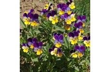 VIOLA HELENS MOUNT JOHNNY JUMP UP SEEDS - TRI-COLOUR FLOWERS - 100 SEEDS VIOLA HELENS MOUNT JOHNNY JUMP UP SEEDS - TRI-COLOUR FLOWERS - 100 SEEDS