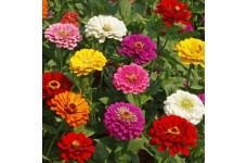 ZINNIA CALIFORNIA GIANT MIX SEEDS - MIXED COLOUR FLOWERS - 100 SEEDS  ZINNIA CALIFORNIA GIANT MIX SEEDS - MIXED COLOUR FLOWERS - 100 SEEDS