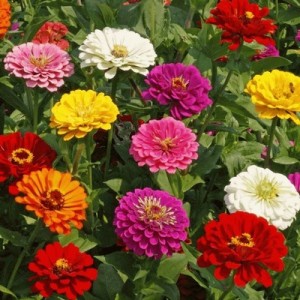 ZINNIA CALIFORNIA GIANT MIX SEEDS - MIXED COLOUR FLOWERS - 100 SEEDS 