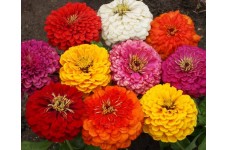 ZINNIA ELEGANS DAHLIA MIX SEEDS - MIXED COLOUR DOUBLE FLOWERS - 100 SEEDS ZINNIA ELEGANS DAHLIA MIX SEEDS - MIXED COLOUR DOUBLE FLOWERS - 100 SEEDS