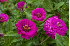 ZINNIA GIANT PURPLE PRINCE SEEDS - LARGE PURPLE FLOWERS - 100 SEEDS  ZINNIA GIANT PURPLE PRINCE SEEDS - LARGE PURPLE FLOWERS - 100 SEEDS