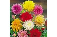 ZINNIA GIANT CACTUS FLOWERED MIX  - 100 SEEDS  ZINNIA GIANT CACTUS FLOWERED MIX  - 100 SEEDS
