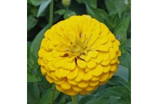 ZINNIA ELEGANS GIANT CANARY BIRD SEEDS - LARGE YELLOW FLOWERS - 100 SEEDS ZINNIA ELEGANS GIANT CANARY BIRD SEEDS - LARGE YELLOW FLOWERS - 100 SEEDS
