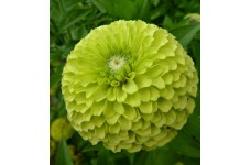 ZINNIA GIANT ENVY SEEDS - BEAUTIFUL LARGE LIME GREEN FLOWERS - 100 SEEDS  ZINNIA GIANT ENVY SEEDS - BEAUTIFUL LARGE LIME GREEN FLOWERS - 100 SEEDS