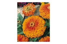 ZINNIA ELEGANS ORANGE KING SEEDS -  LARGE ORANGE FLOWERS - 100 SEEDS ZINNIA ELEGANS ORANGE KING SEEDS -  LARGE ORANGE FLOWERS - 100 SEEDS