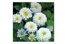 ZINNIA POLAR BEAR GIANT SEEDS - LARGE SEMI-DOUBLE WHITE FLOWERS - 100 SEEDS  ZINNIA POLAR BEAR GIANT SEEDS - LARGE SEMI-DOUBLE WHITE FLOWERS - 100 SEEDS