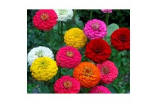 ZINNIA ELEGANS LILLIPUT MIX SEEDS - MIXED COLOUR SEMI DOUBLE FLOWERS - 100 SEEDS ZINNIA ELEGANS LILLIPUT MIX SEEDS - MIXED COLOUR SEMI DOUBLE FLOWERS - 100 SEEDS