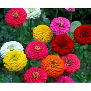 ZINNIA ELEGANS LILLIPUT MIX SEEDS - MIXED COLOUR SEMI DOUBLE FLOWERS - 100 SEEDS