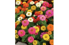 ZINNIA ELEGANS THUMBERLINA MIX SEEDS - MIXED COLOUR FLOWERS - 100 SEEDS ZINNIA ELEGANS THUMBERLINA MIX SEEDS - MIXED COLOUR FLOWERS - 100 SEEDS