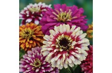 ZINNIA ELEGANS WHIRLYGIG MIX SEEDS - MIXED COLOUR FLOWERS - 100 SEEDS ZINNIA ELEGANS WHIRLYGIG MIX SEEDS - MIXED COLOUR FLOWERS - 100 SEEDS